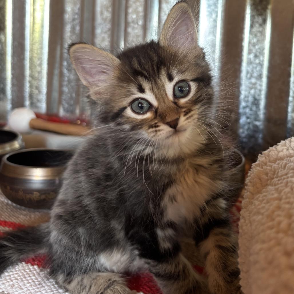 Enlarge Cosmo, a Adoptable Domestic Medium Hair in Taos, NM image 2/2