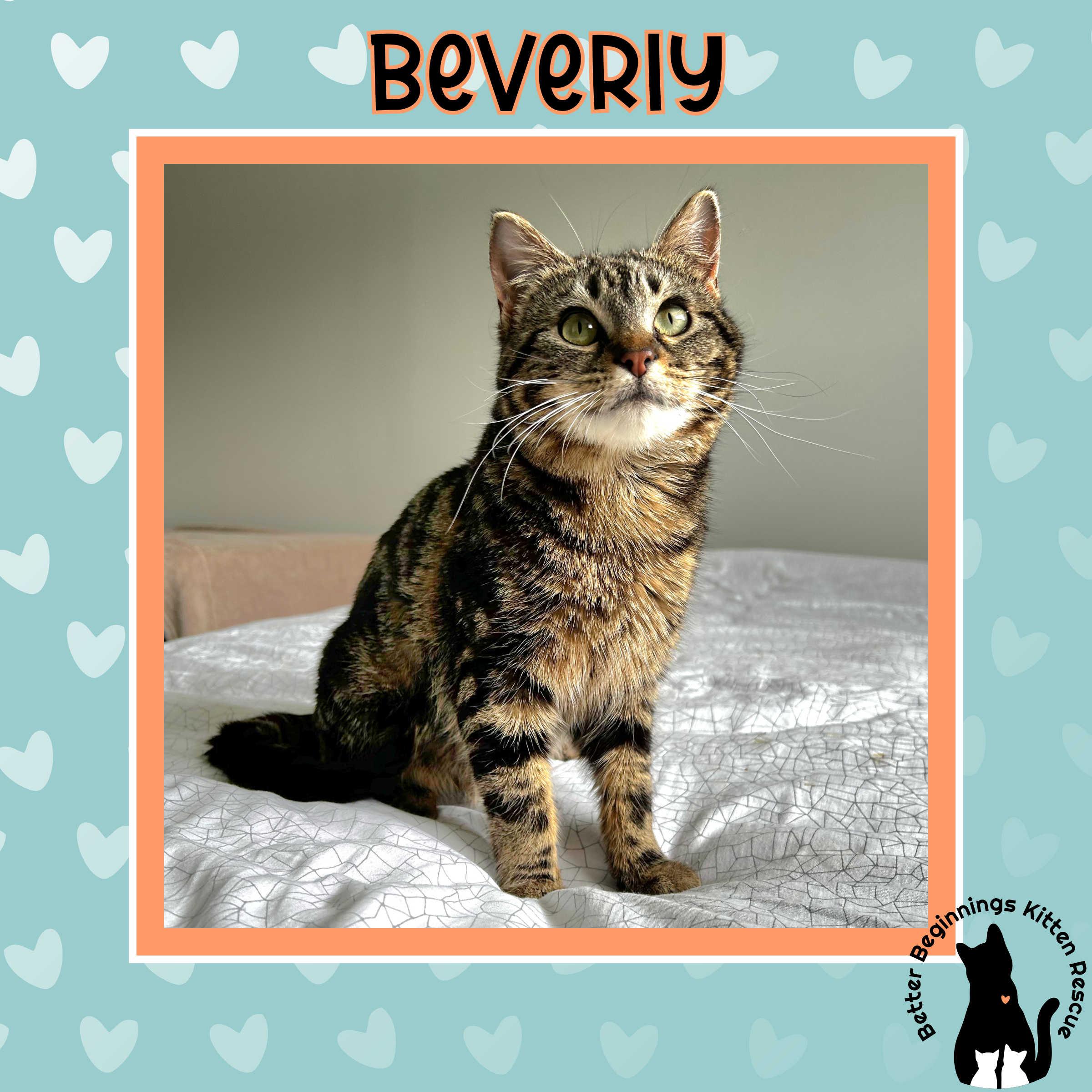 Beverly, Adoptable, Young Female Domestic Short Hair.