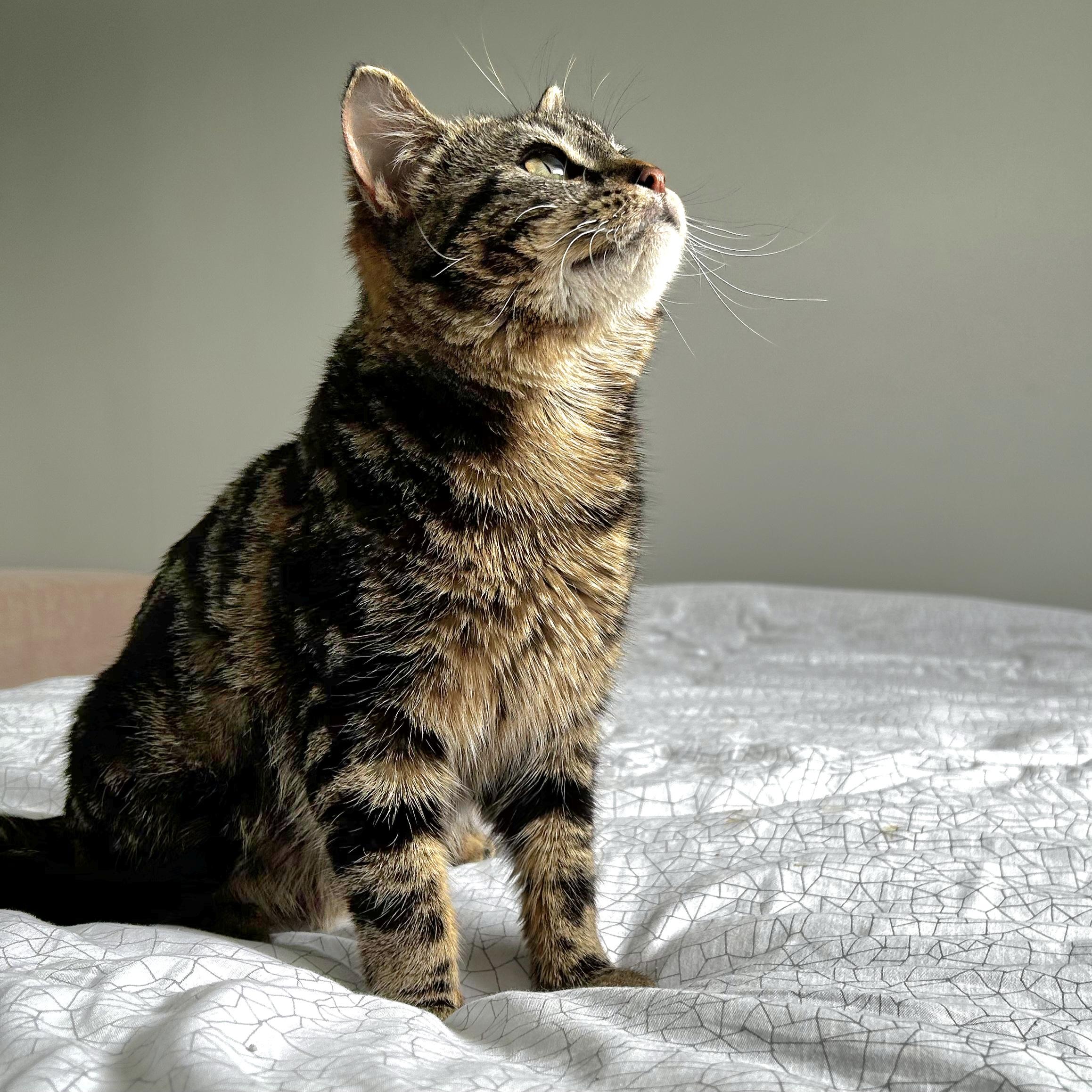 Beverly, a Adoptable mixed breed in Kamloops, BC image 2/5