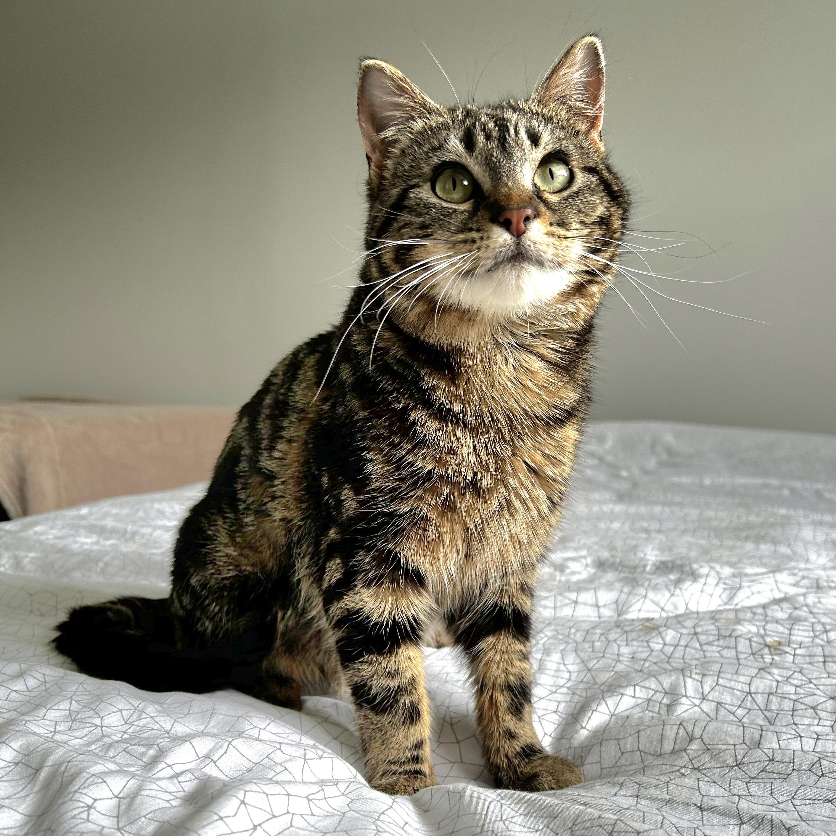 Beverly, a Adoptable mixed breed in Kamloops, BC image 4/5