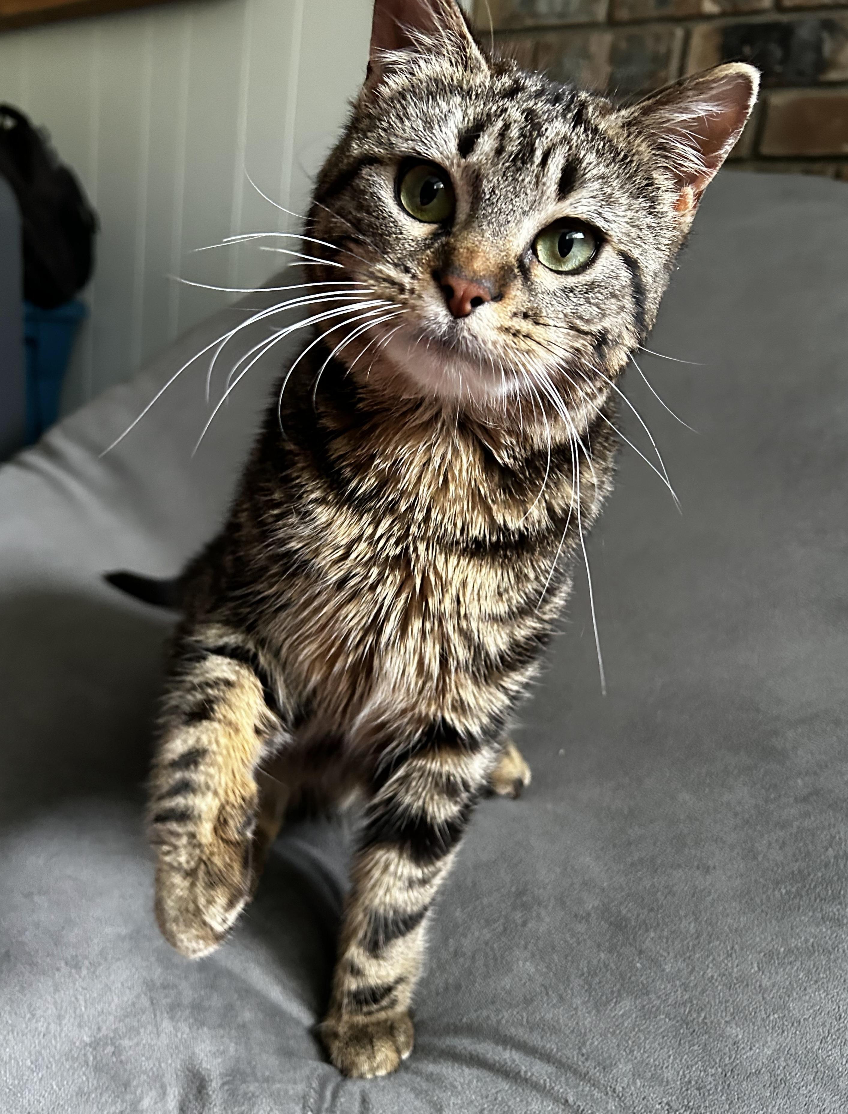 Beverly, a Adoptable mixed breed in Kamloops, BC image 5/5