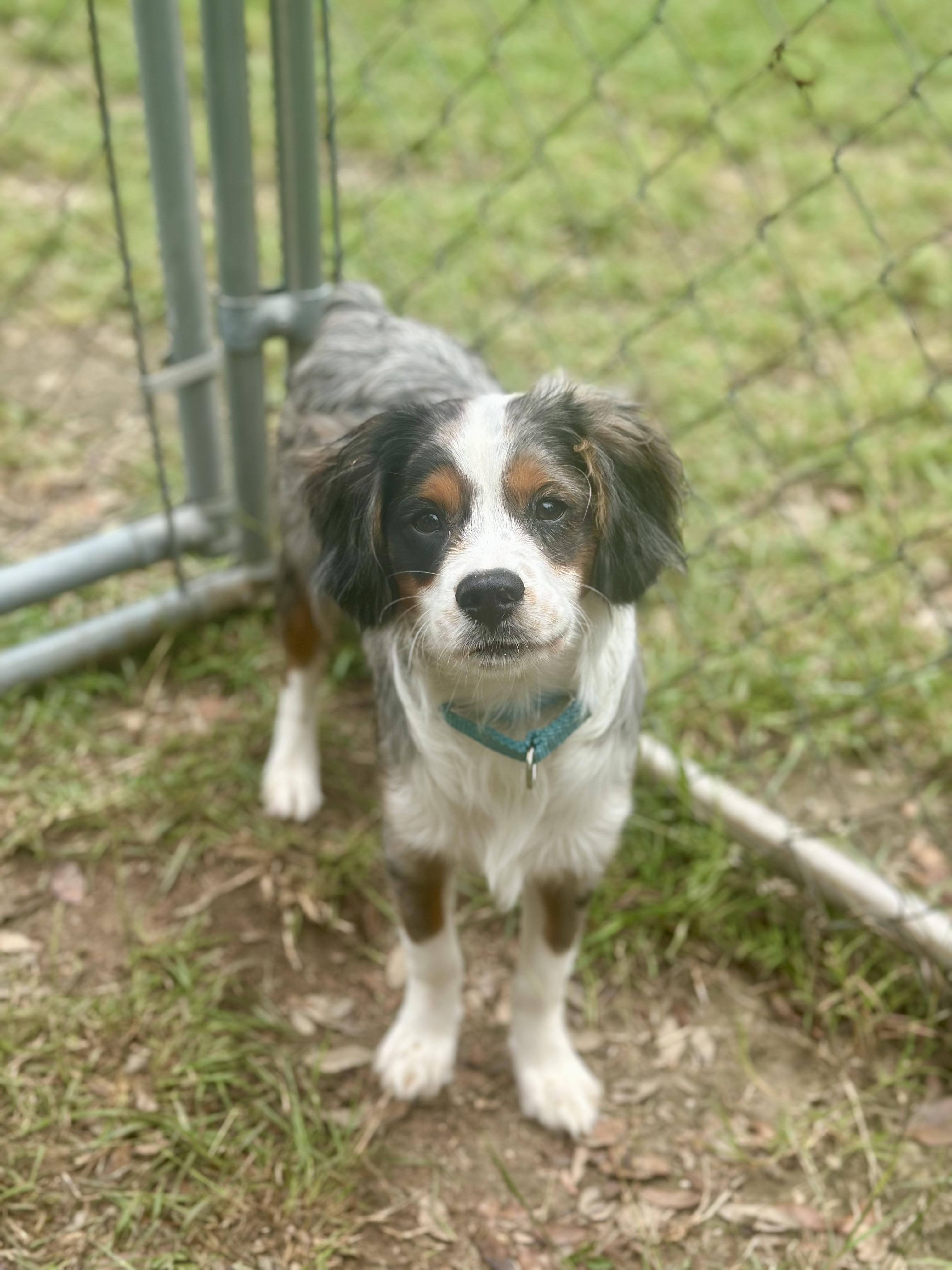 Enlarge Charlie, an adopted mixed breed in Kerrville, TX image 1/2