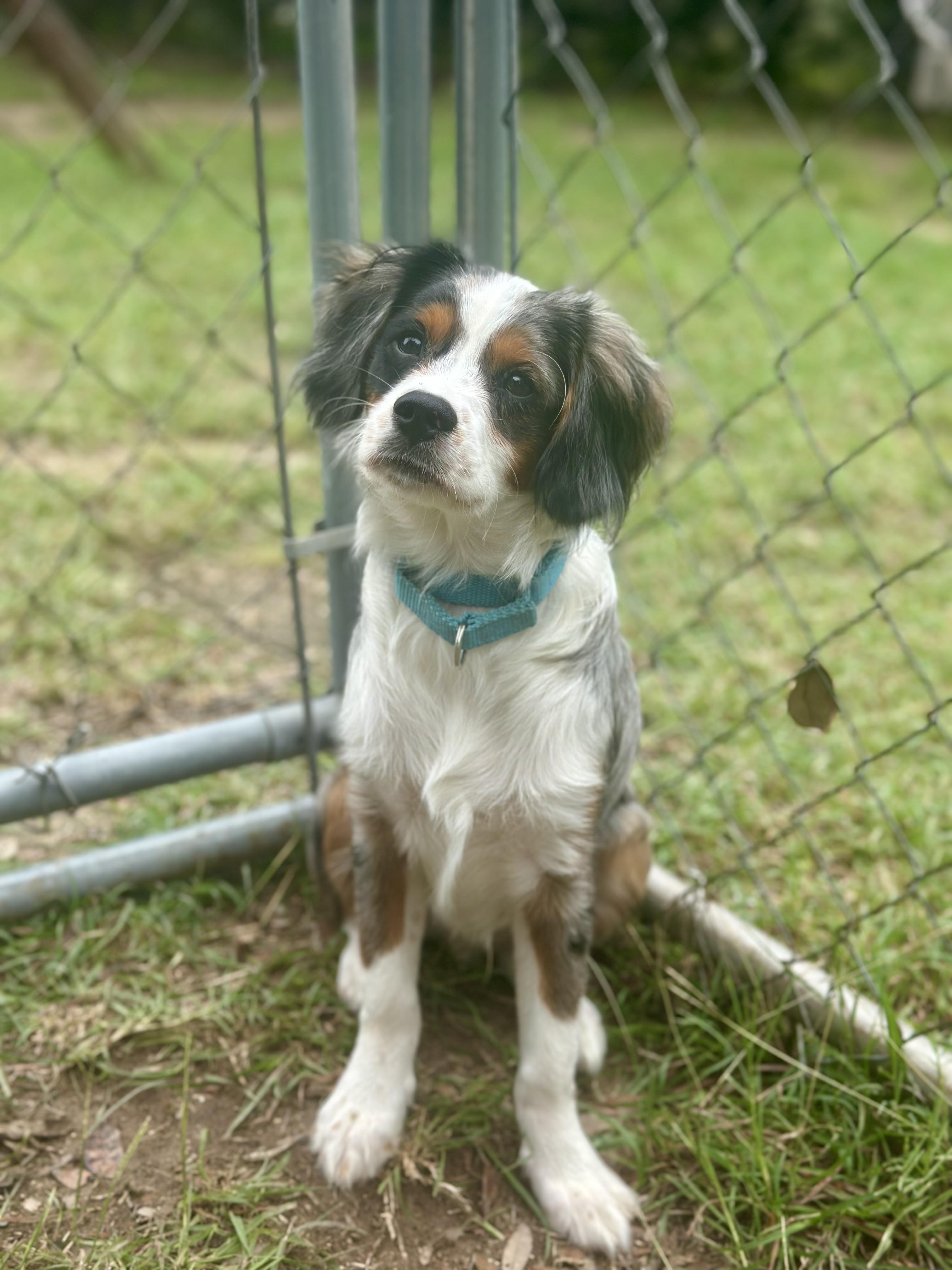 Enlarge Charlie, an adopted mixed breed in Kerrville, TX image 2/2