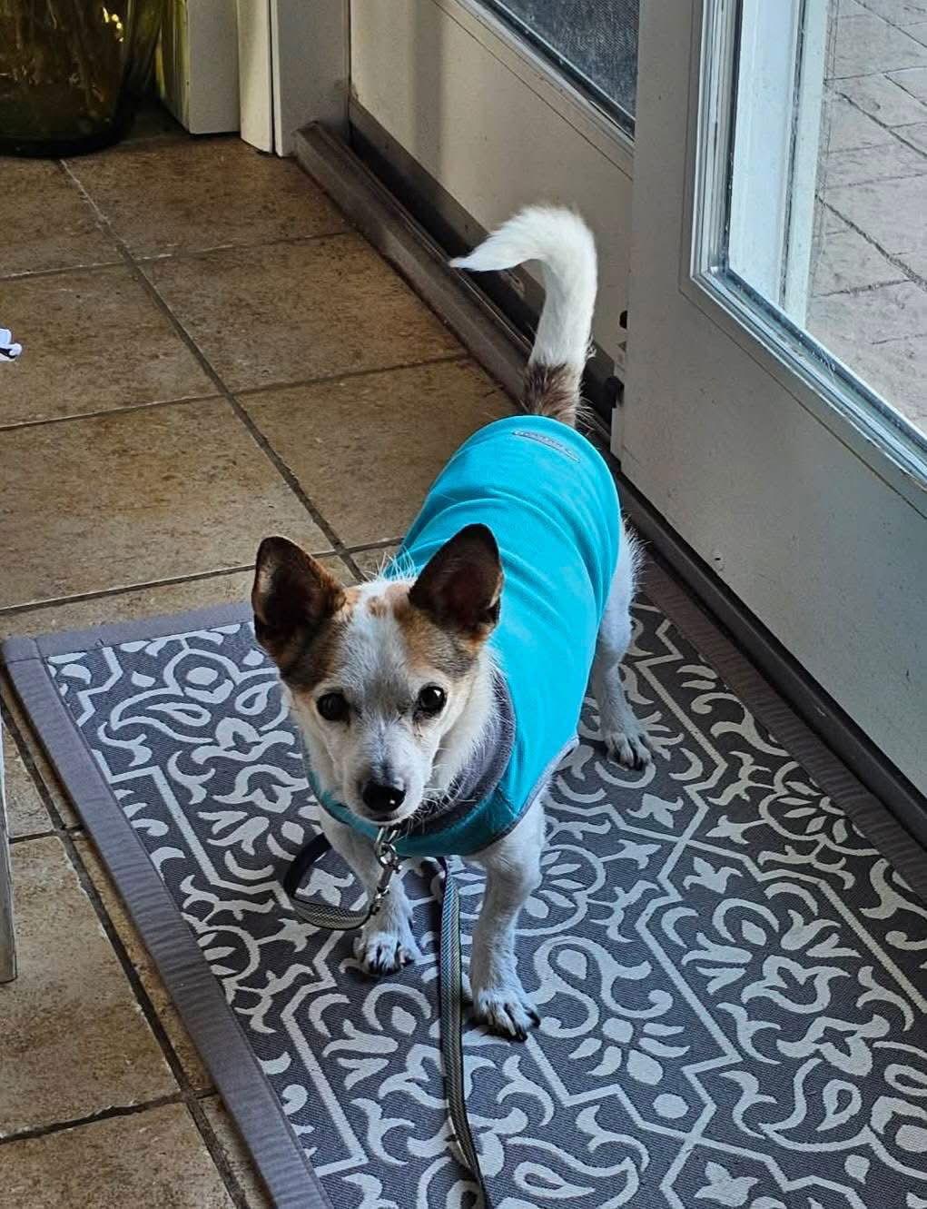 Skipper, Adoptable, Adult Male Chihuahua.