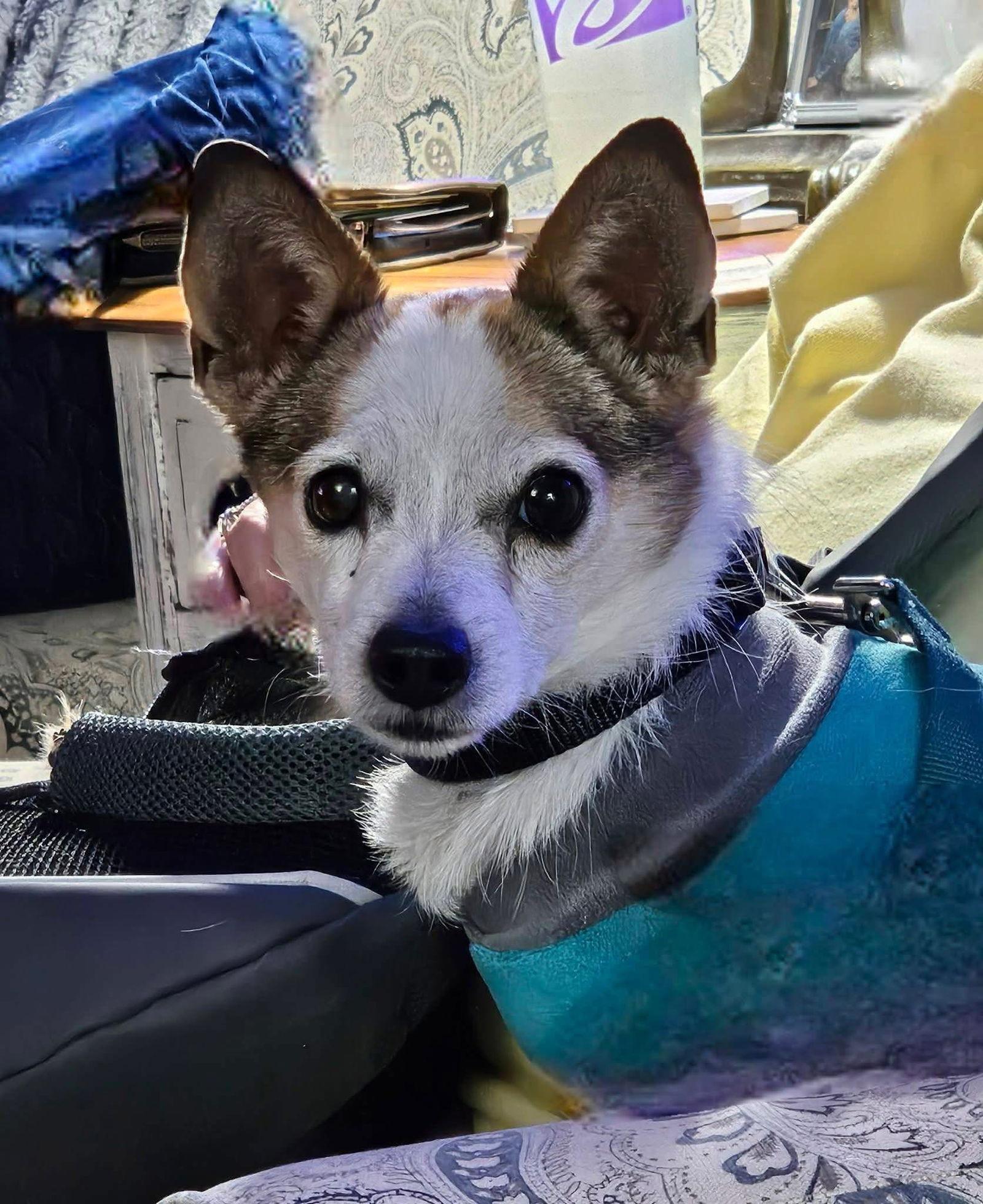 Enlarge Skipper, a Adoptable Chihuahua in New London, WI image 2/3