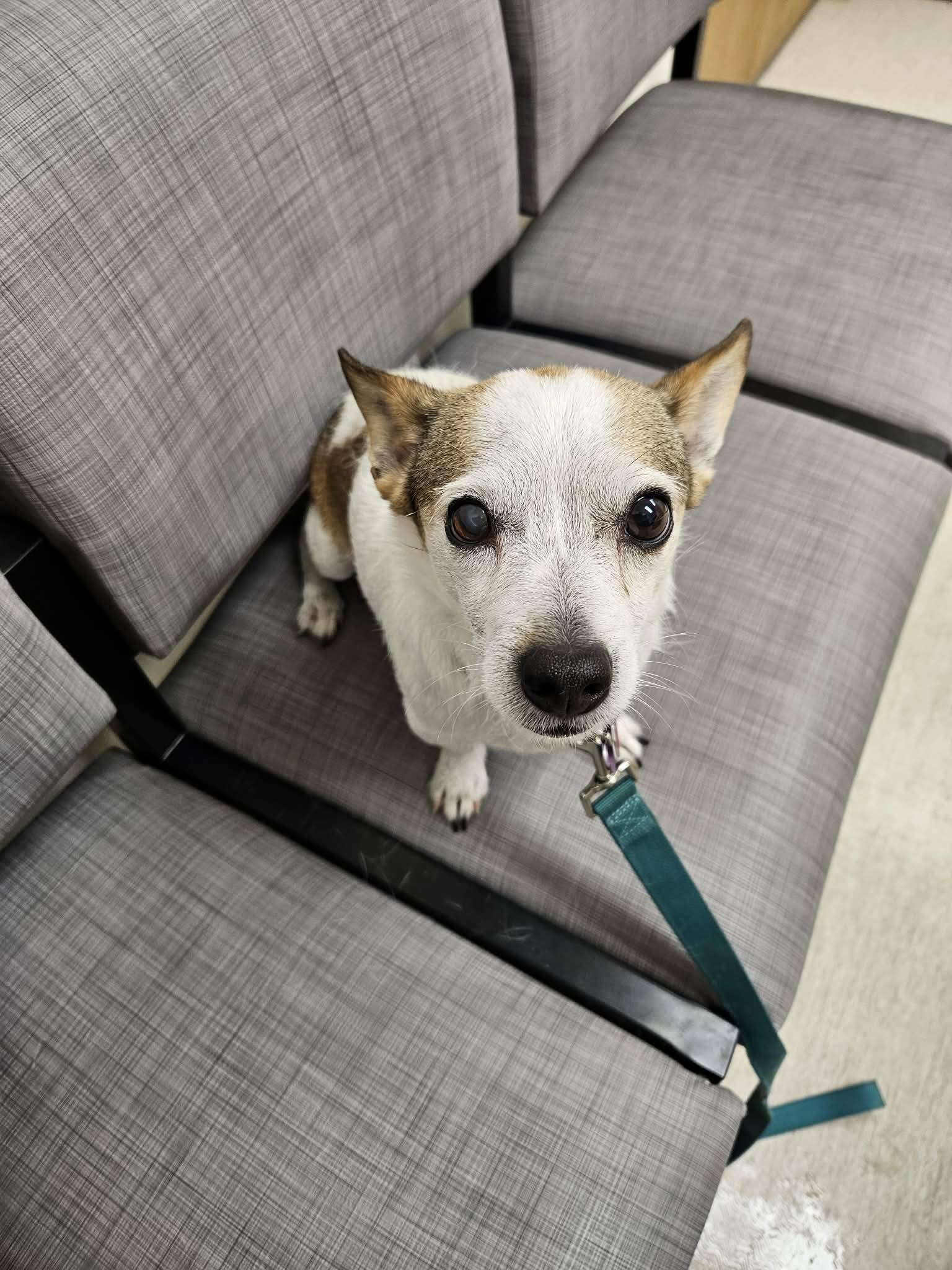 Enlarge Skipper, a Adoptable Chihuahua in New London, WI image 3/3