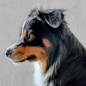Enlarge Frankie, a ADOPTABLE Australian Shepherd in Markham , ON image 1/2