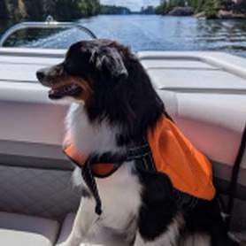 Enlarge Frankie, a ADOPTABLE Australian Shepherd in Markham , ON image 2/2