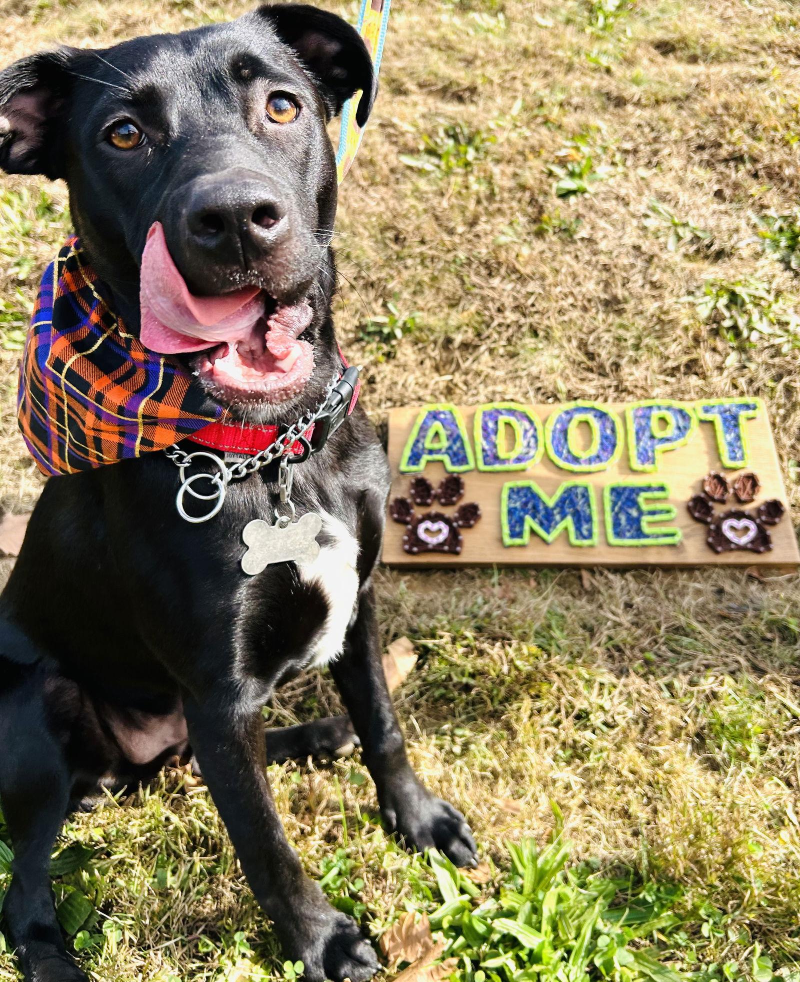 Fred, Adopted, Young Male Labrador Retriever.