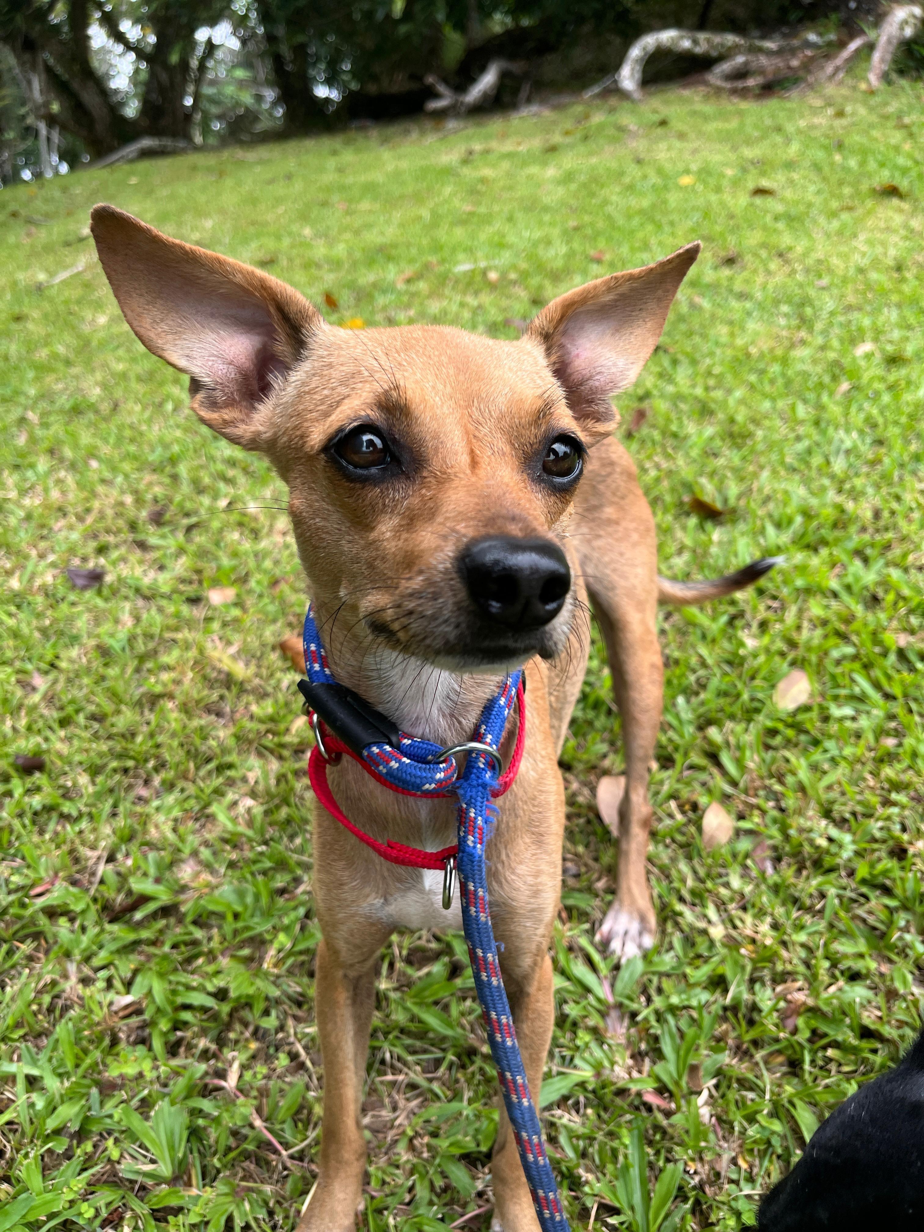 Jade, a Adoptable mixed breed in Brooklyn, NY image 2/4