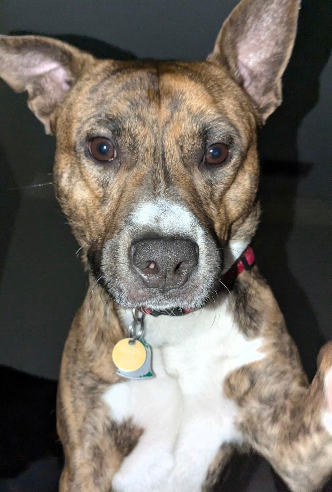 Bruce, a Adopted mixed breed in Houston, TX image 2/3