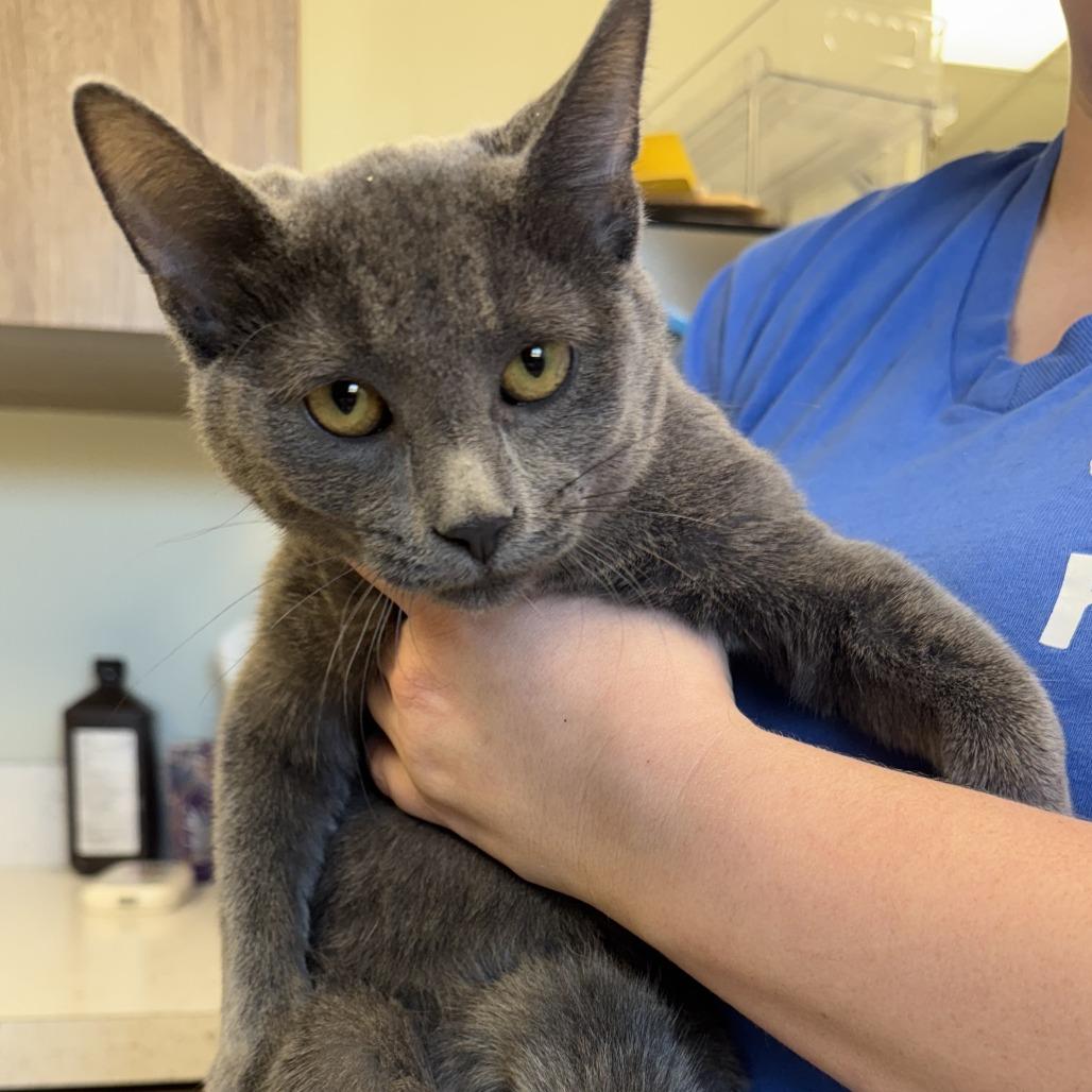 This, ADOPTABLE, Young Female Russian Blue.