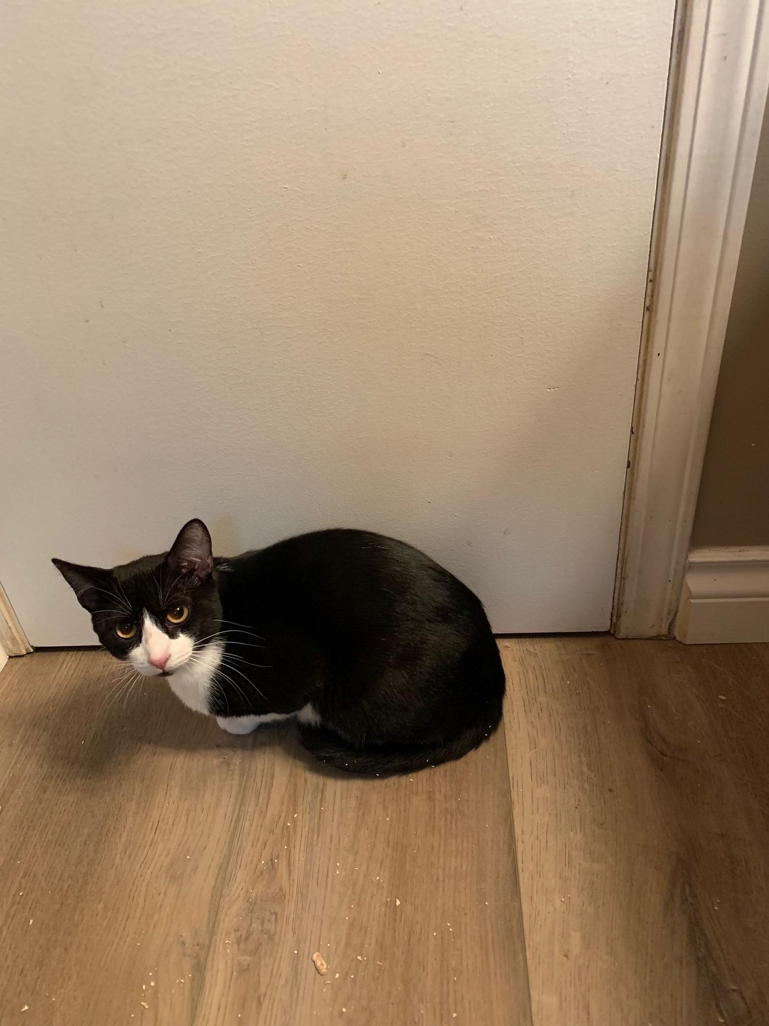 Domi, an adoptable Domestic Short Hair in BURNABY, BC, V3J 1N3 | Photo Image 1