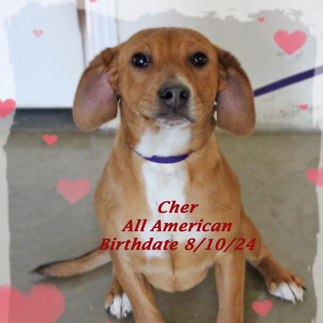 Cher, ADOPTABLE, Young Female Mixed Breed.