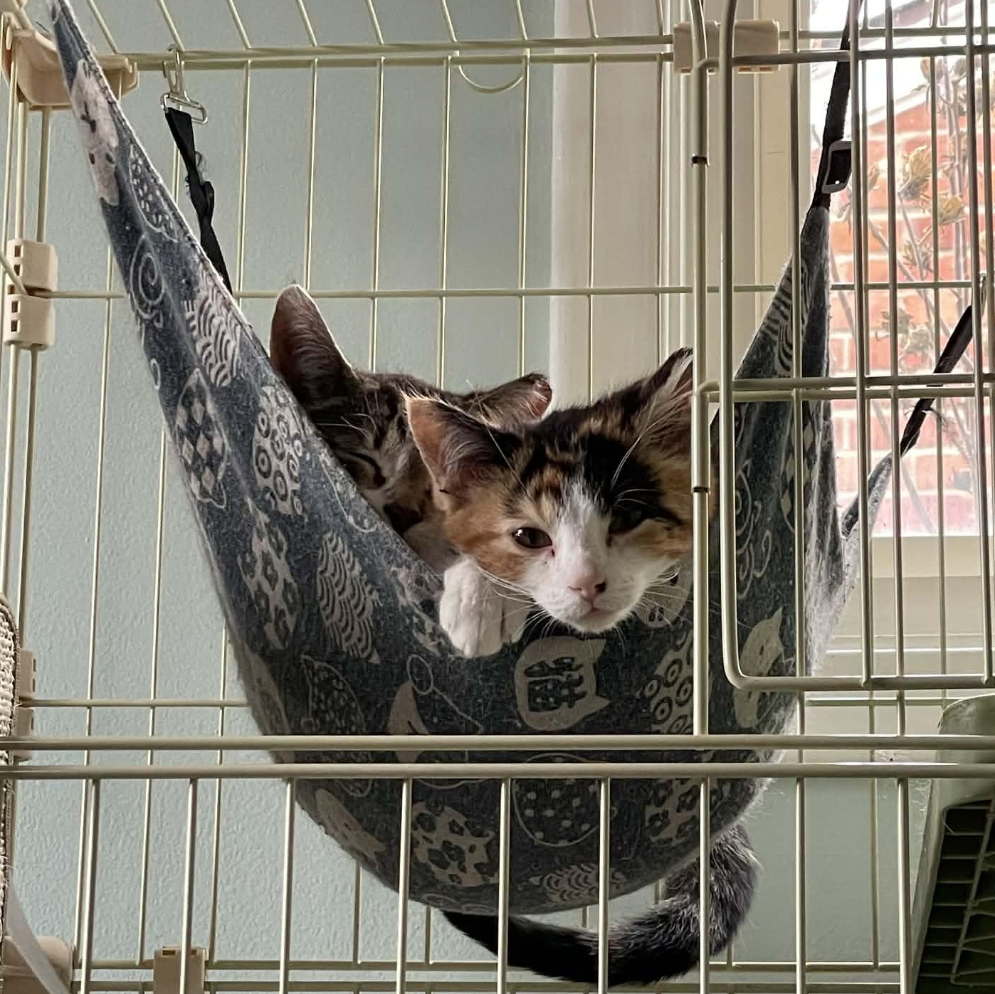 Bubbles CM 1/26, an adopted Calico in West Bloomfield, MI image 4/5