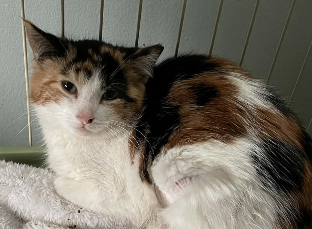 Bubbles CM 1/26, an adopted Calico in West Bloomfield, MI image 5/5