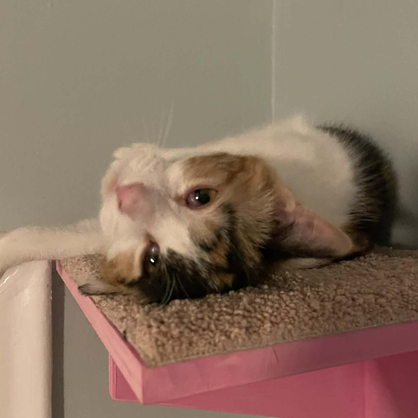 Bubbles CM 1/26, an adopted Calico in West Bloomfield, MI image 3/5