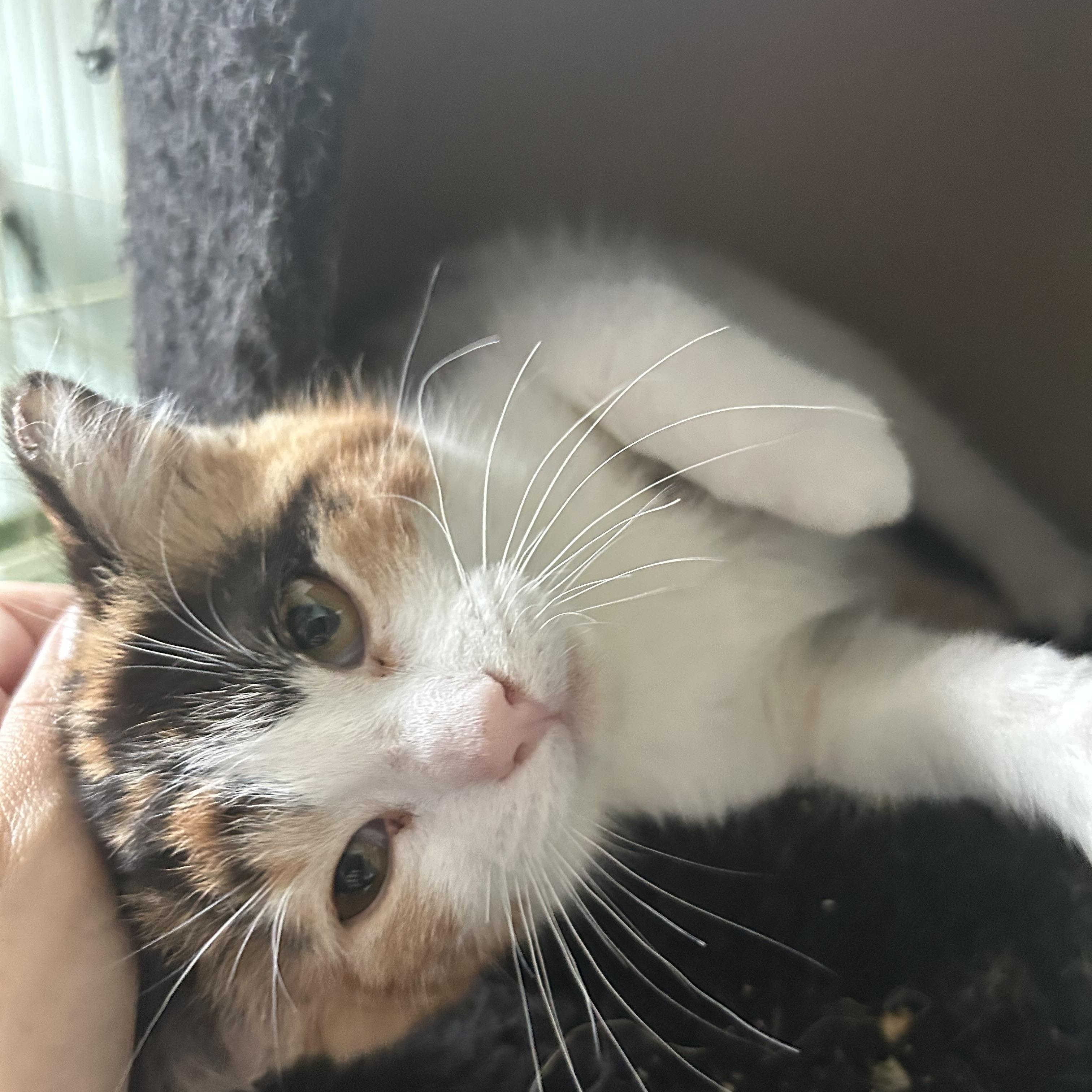 Bubbles CM 1/26, adopted, Kitten Female Calico.