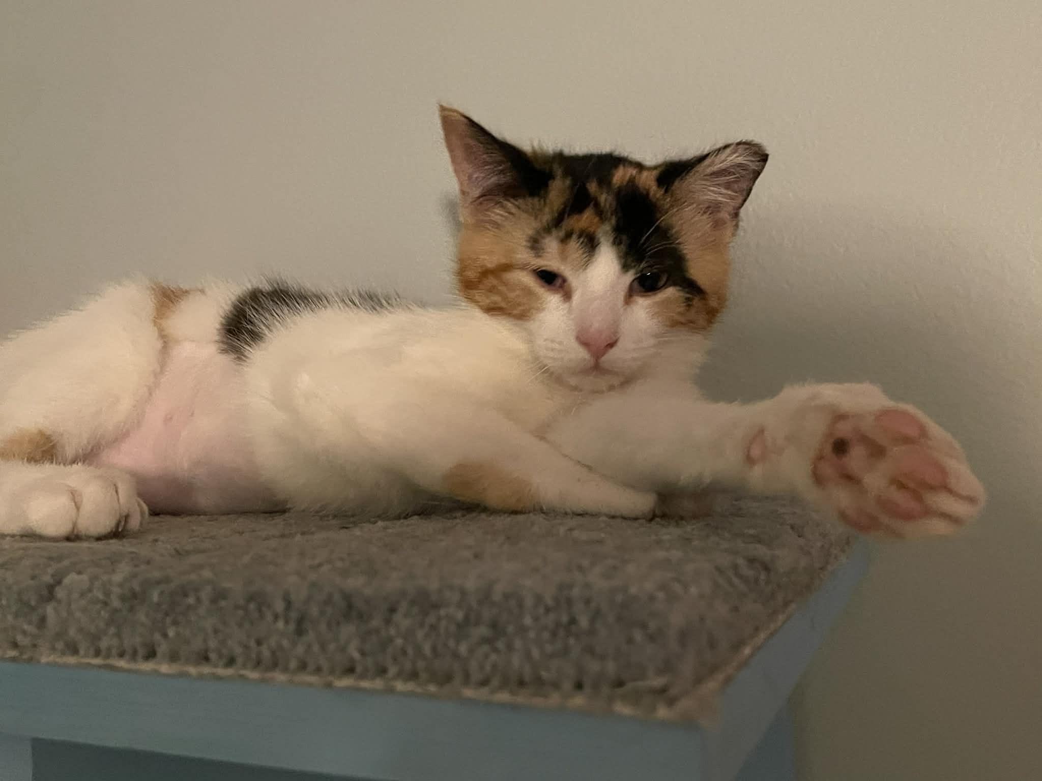 Bubbles CM 1/26, an adopted Calico in West Bloomfield, MI image 2/5
