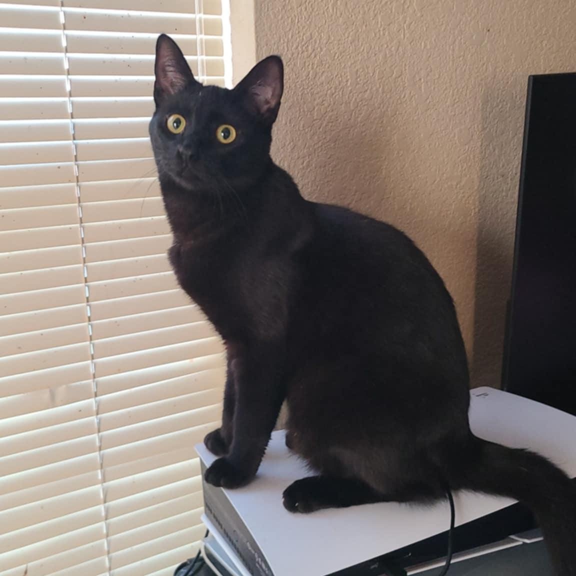 Gabi INDOOR ONLY, a Adoptable Domestic Short Hair in Stockton, CA image 1/2