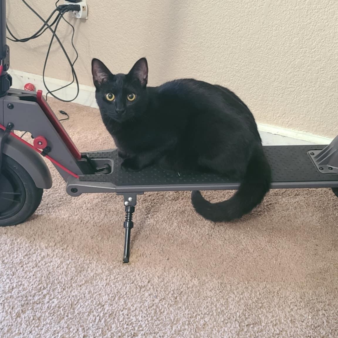 Gabi INDOOR ONLY, a Adoptable Domestic Short Hair in Stockton, CA image 2/2