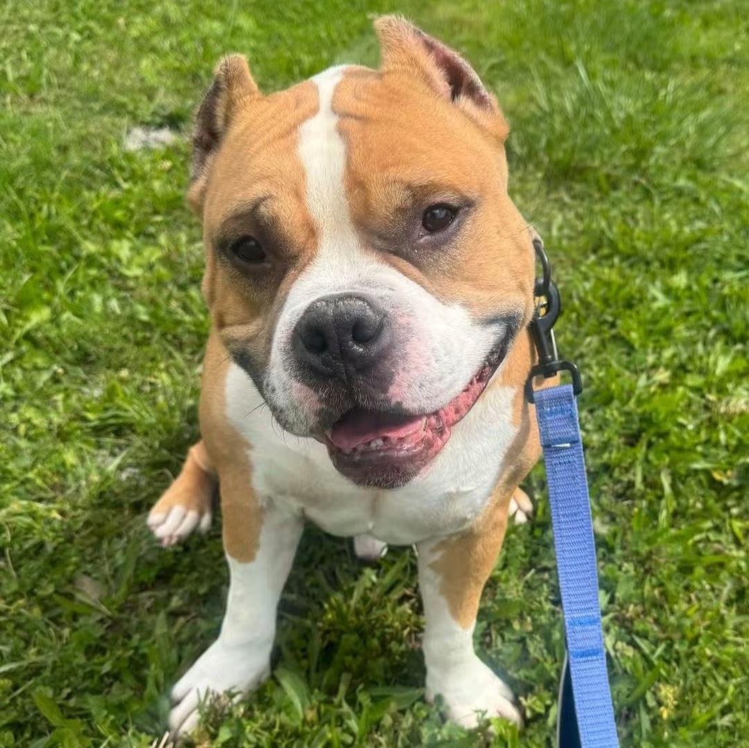 Oscar, Adoptable, Adult Male American Bulldog.