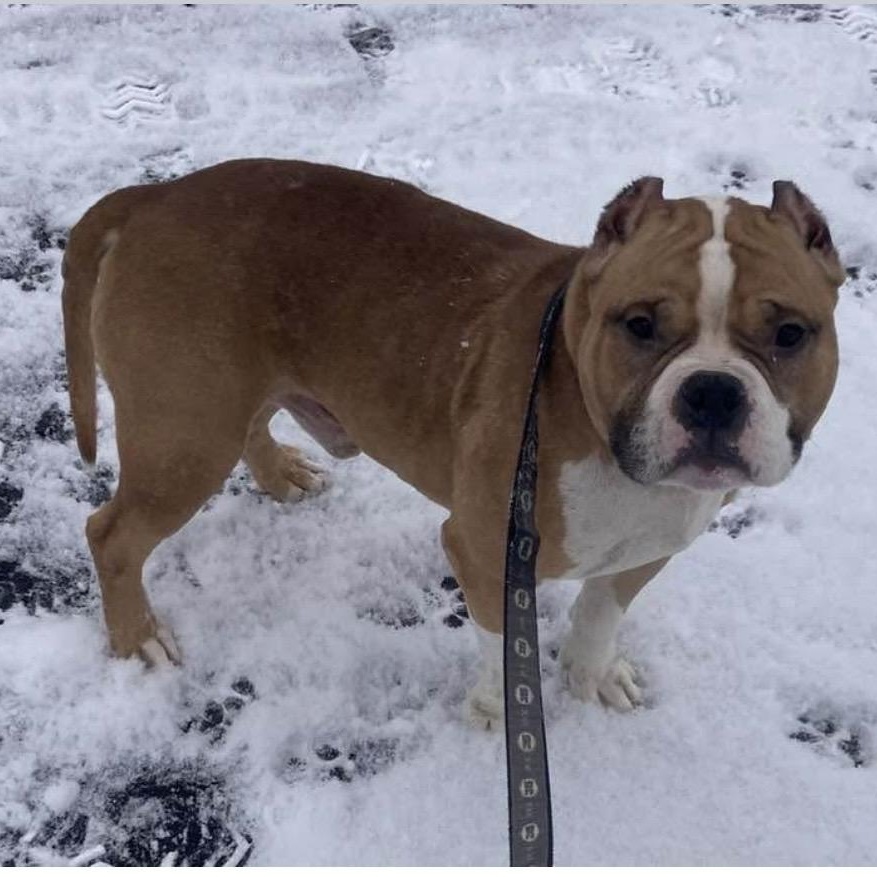 Enlarge Oscar, a Adoptable mixed breed in Syracuse, NY image 4/4