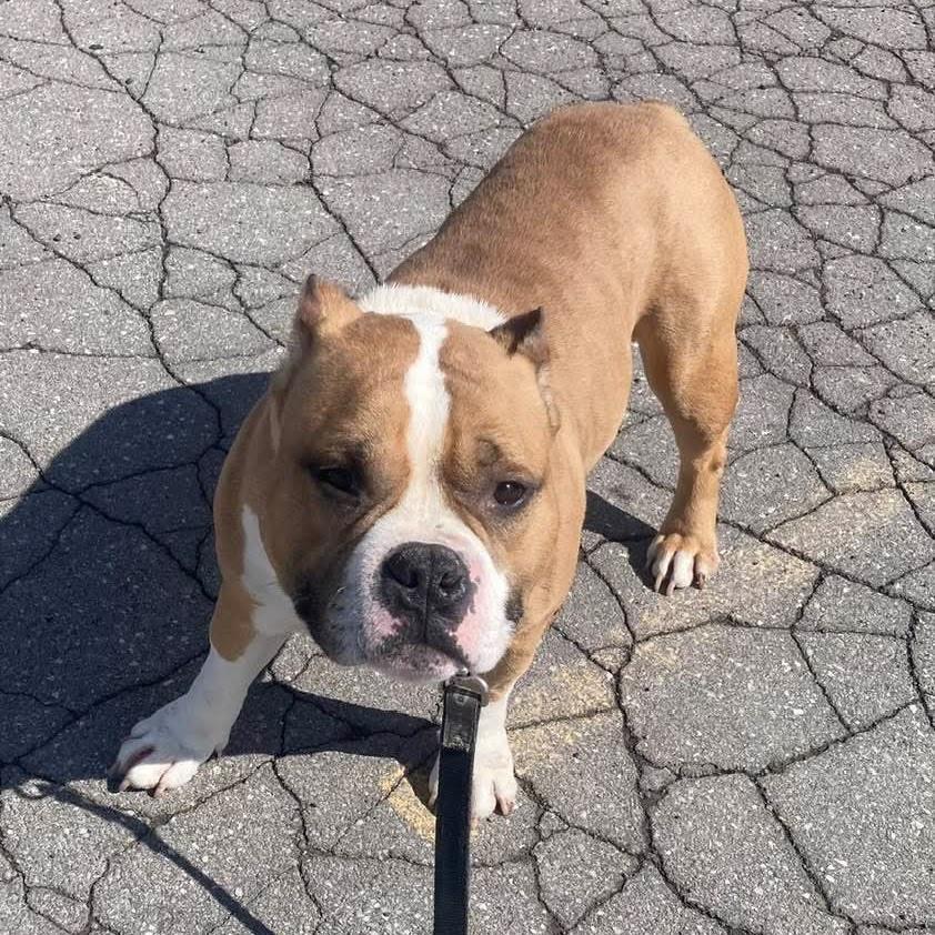 Enlarge Oscar, a Adoptable mixed breed in Syracuse, NY image 3/4