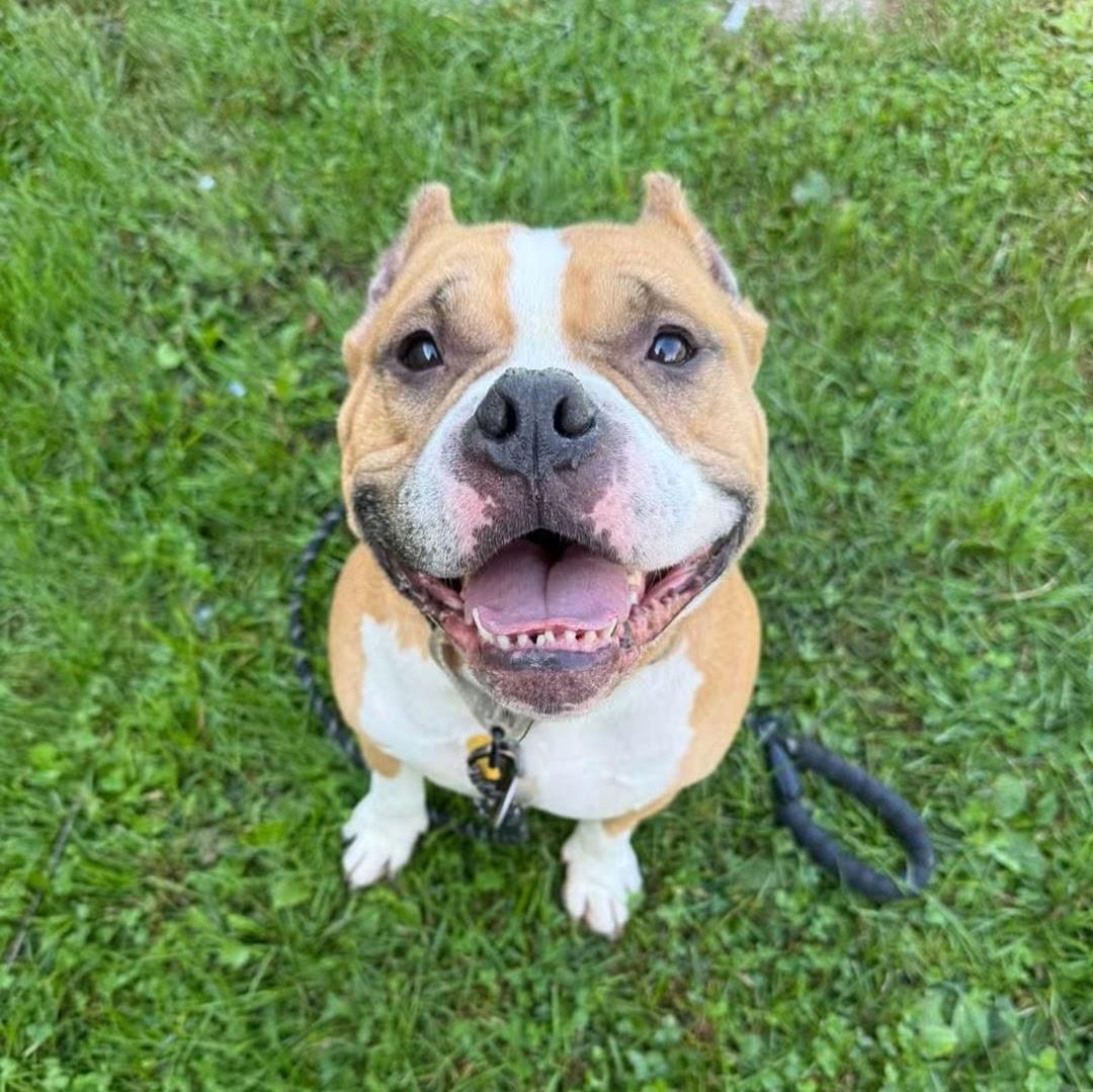 Enlarge Oscar, a Adoptable mixed breed in Syracuse, NY image 2/4