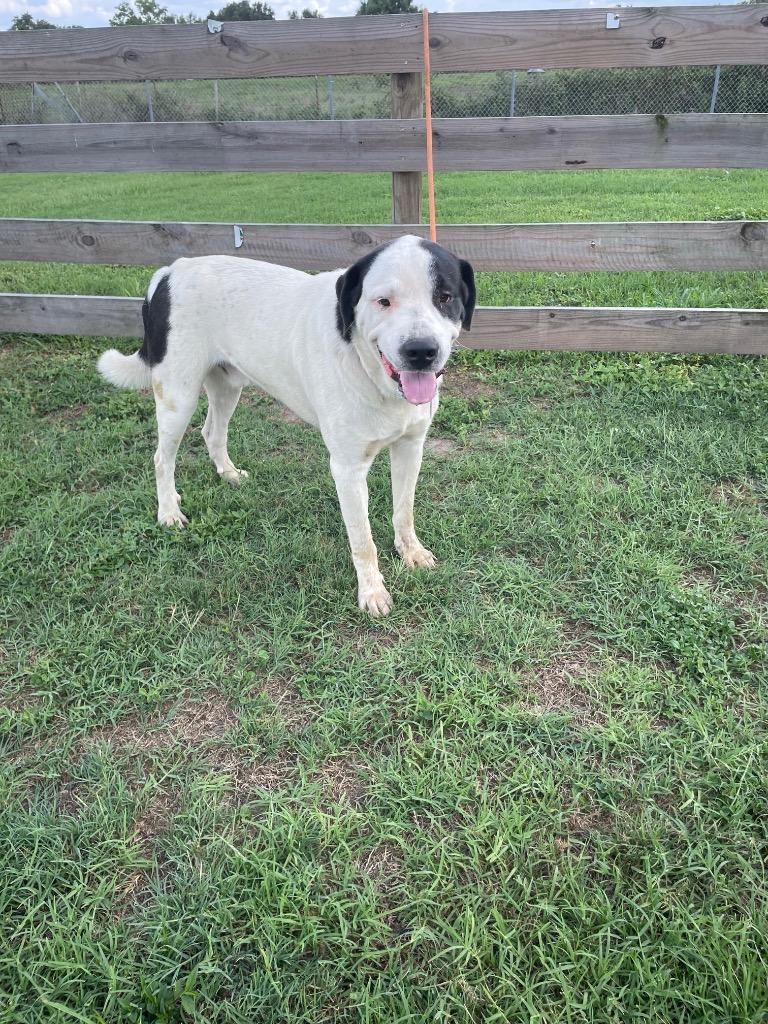 Yoyi, Adopted, Young Male Great Pyrenees & Anatolian Shepherd.