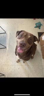 Chunky, Young Male Australian Cattle Dog / Blue Heeler