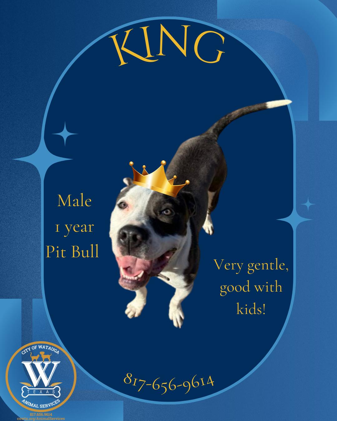 King, adopted, Adult Male Pit Bull Terrier.