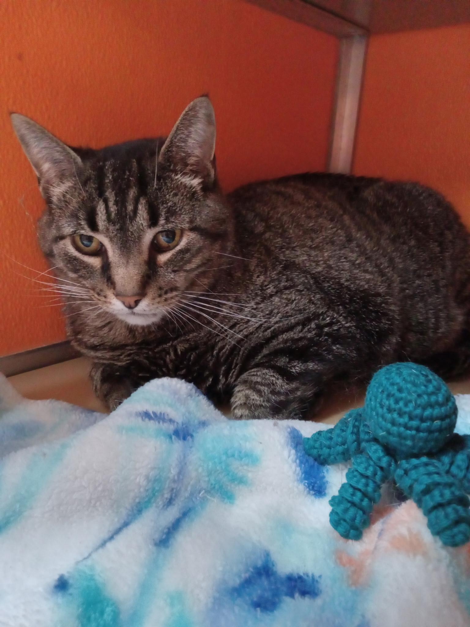 Enlarge Spangle, an adoptable Domestic Short Hair in Elyria, OH image 3/3