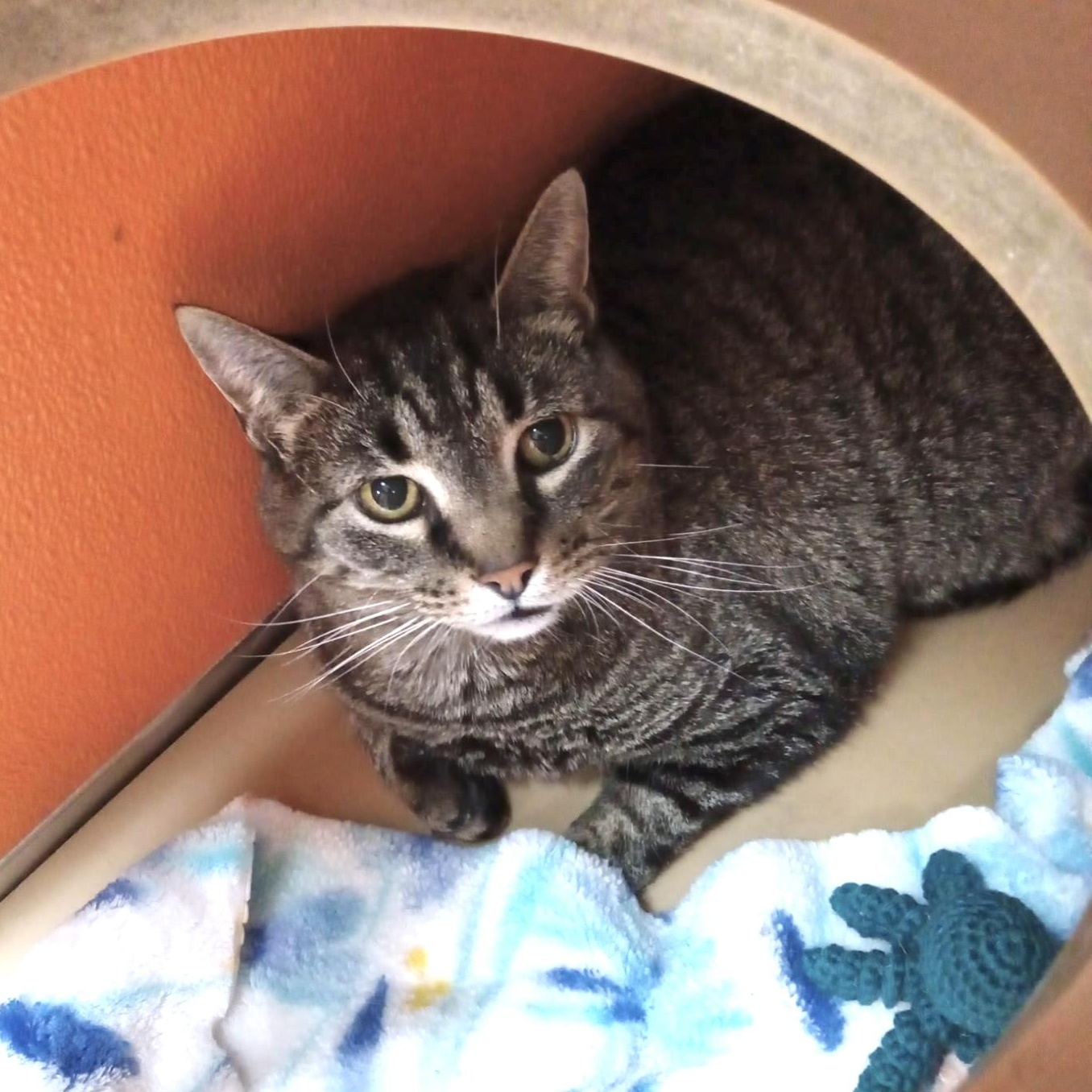 Spangle, adoptable, Senior Male Domestic Short Hair.