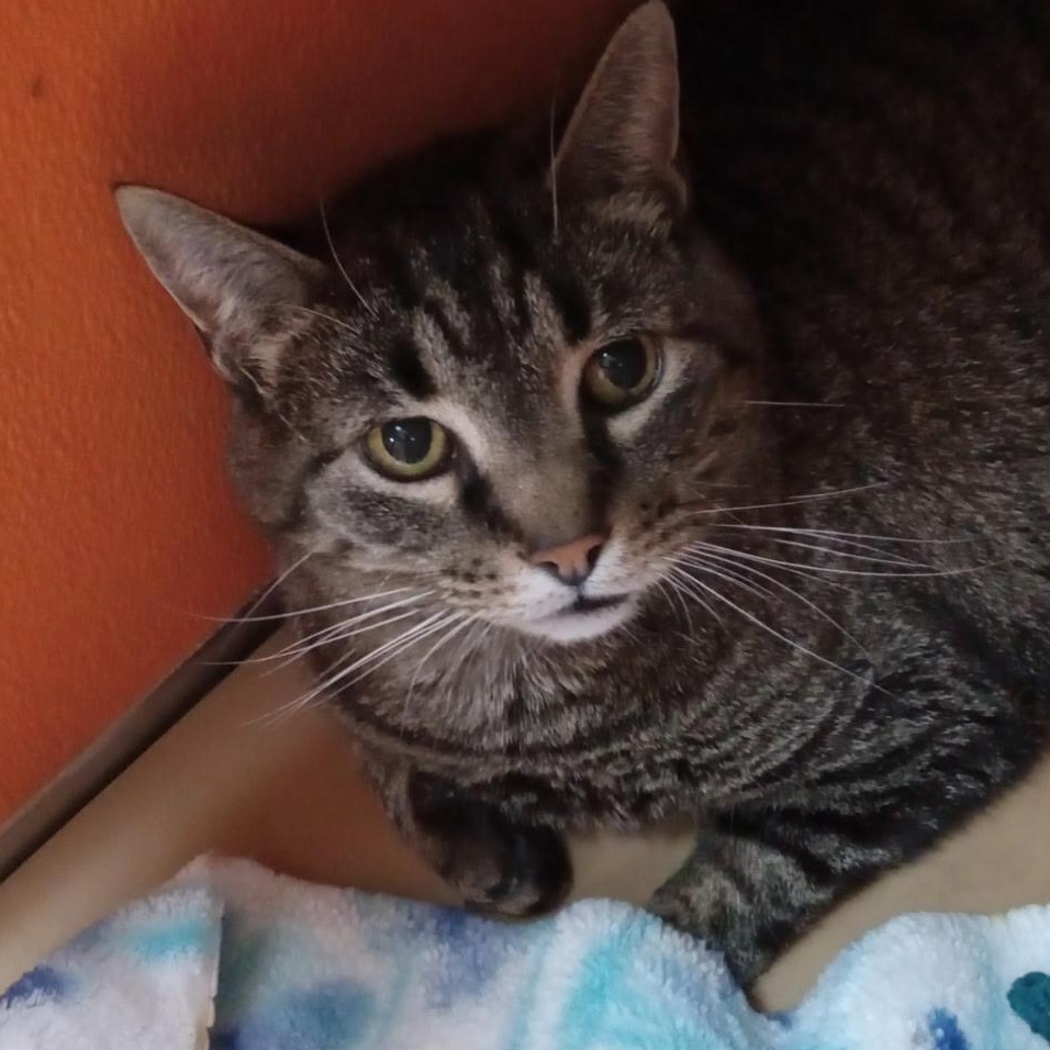 Enlarge Spangle, an adoptable Domestic Short Hair in Elyria, OH image 2/3