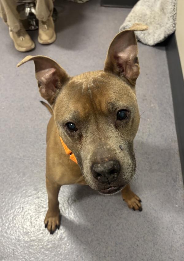 Enlarge Spike, a Adoptable mixed breed in Stratham, NH image 1/3