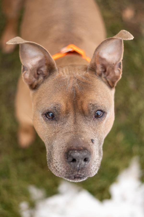 Enlarge Spike, a Adoptable mixed breed in Stratham, NH image 2/3