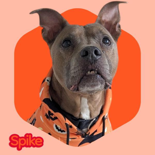 Enlarge Spike, a Adoptable mixed breed in Stratham, NH image 3/3
