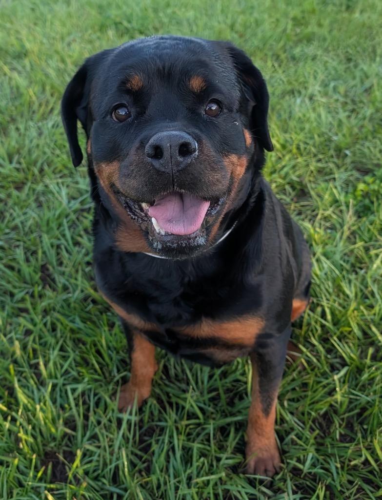 Athena, Adopted, Adult Female Rottweiler.