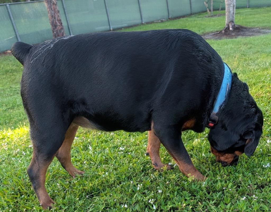 Enlarge Athena, a Adopted Rottweiler in Fort Myers, FL image 2/2