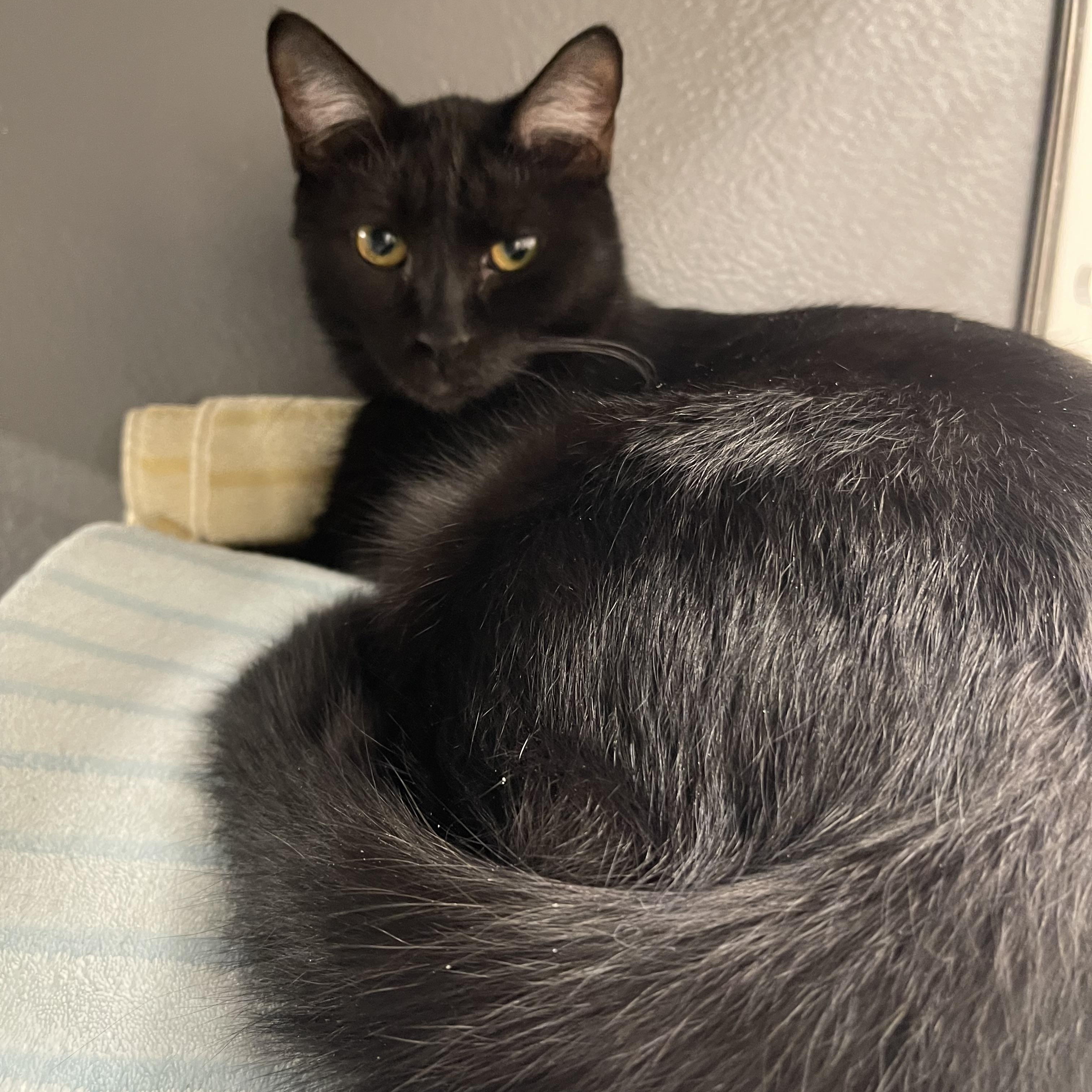 Strider, Adoptable, Young Male Domestic Short Hair.