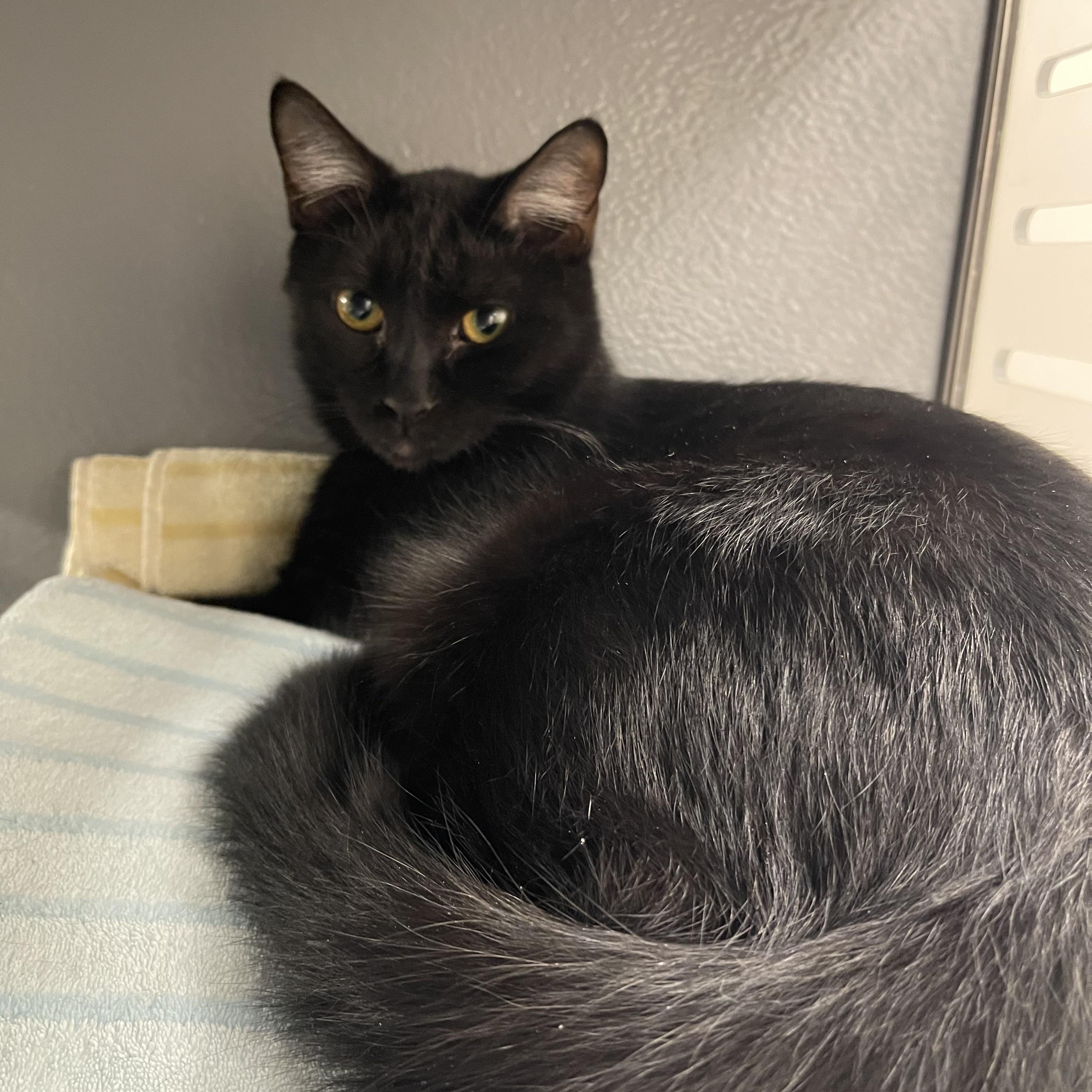 Enlarge Strider, a Adoptable Domestic Short Hair in Highland, IN image 2/2