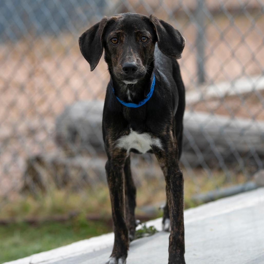 Puddin (S25-284), Adoptable, Young Male Beagle.