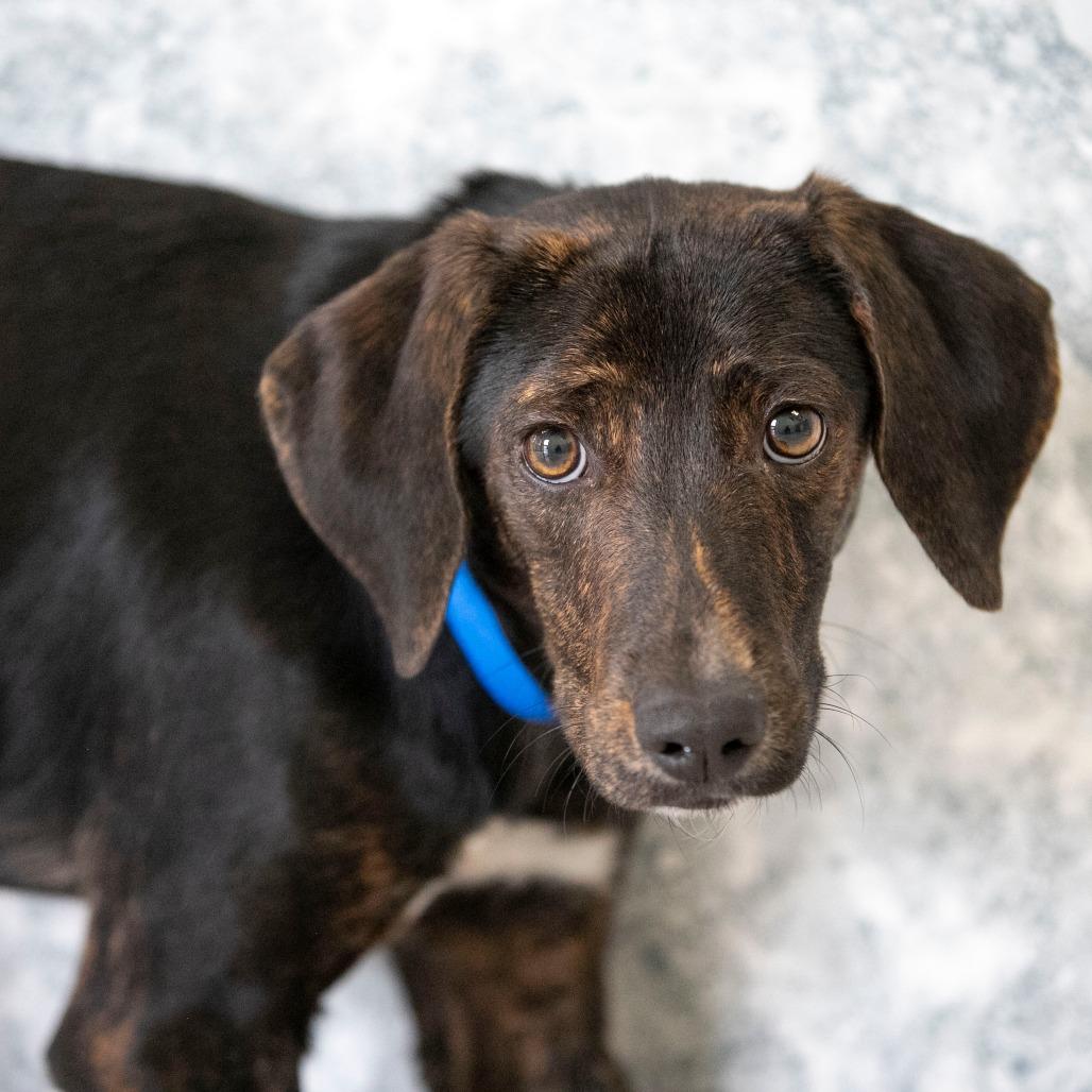 Puddin (S25-284), a Adoptable mixed breed in Bendena, KS image 2/4