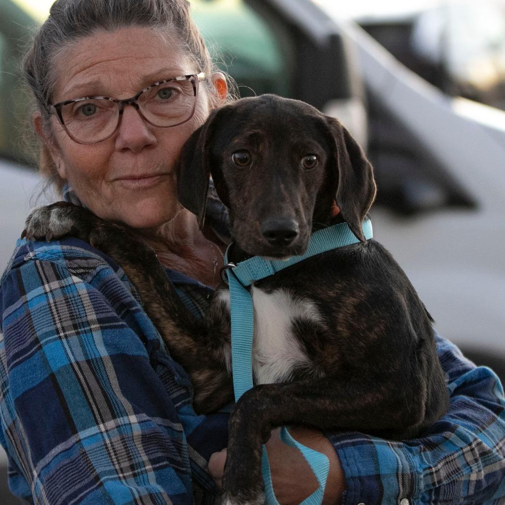 Puddin (S25-284), a Adoptable mixed breed in Bendena, KS image 3/4