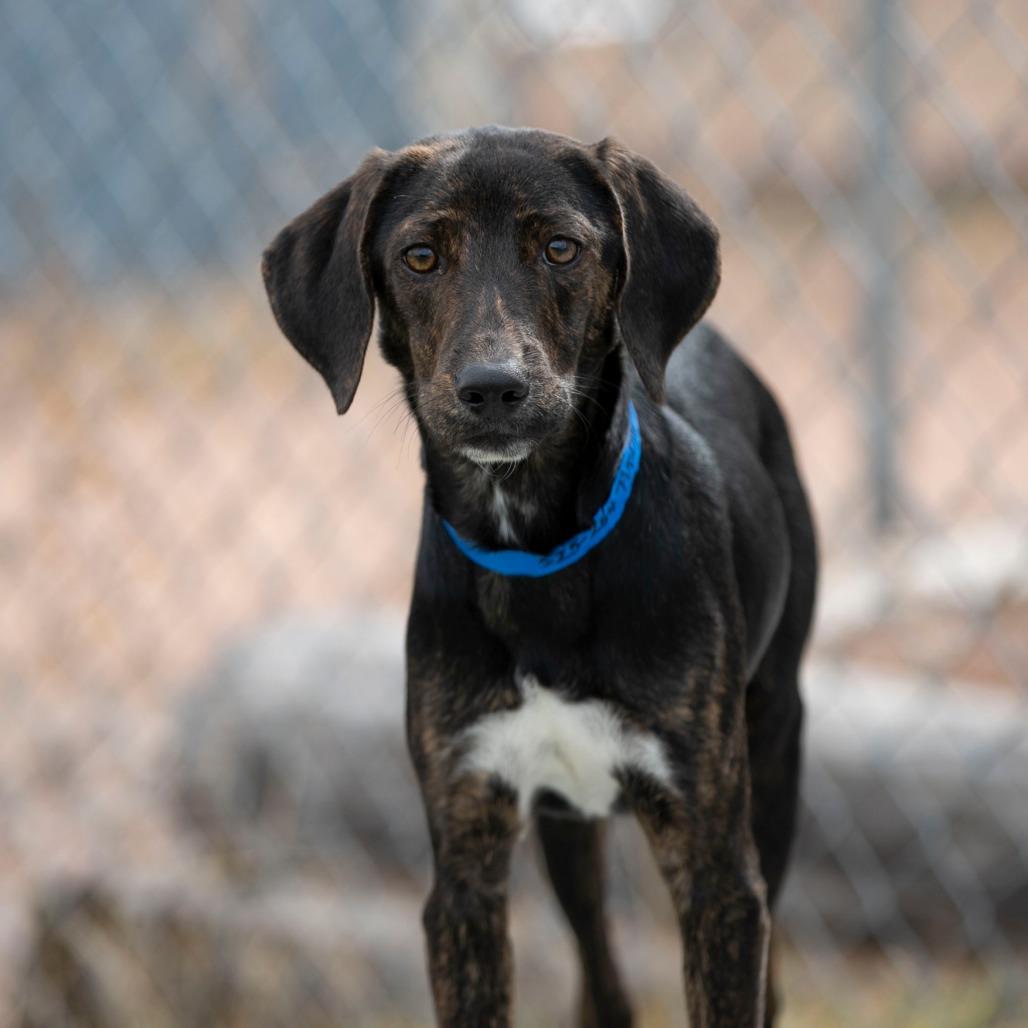 Puddin (S25-284), a Adoptable mixed breed in Bendena, KS image 4/4