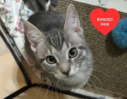 Rose, Adoptable, Kitten Female Domestic Short Hair & Domestic Short Hair.