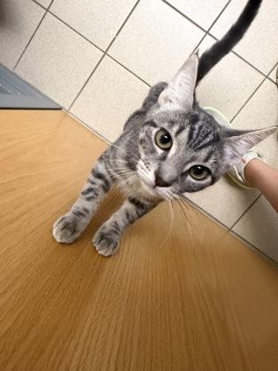 Enlarge Rose, a Adoptable mixed breed in Traverse City, MI image 2/3
