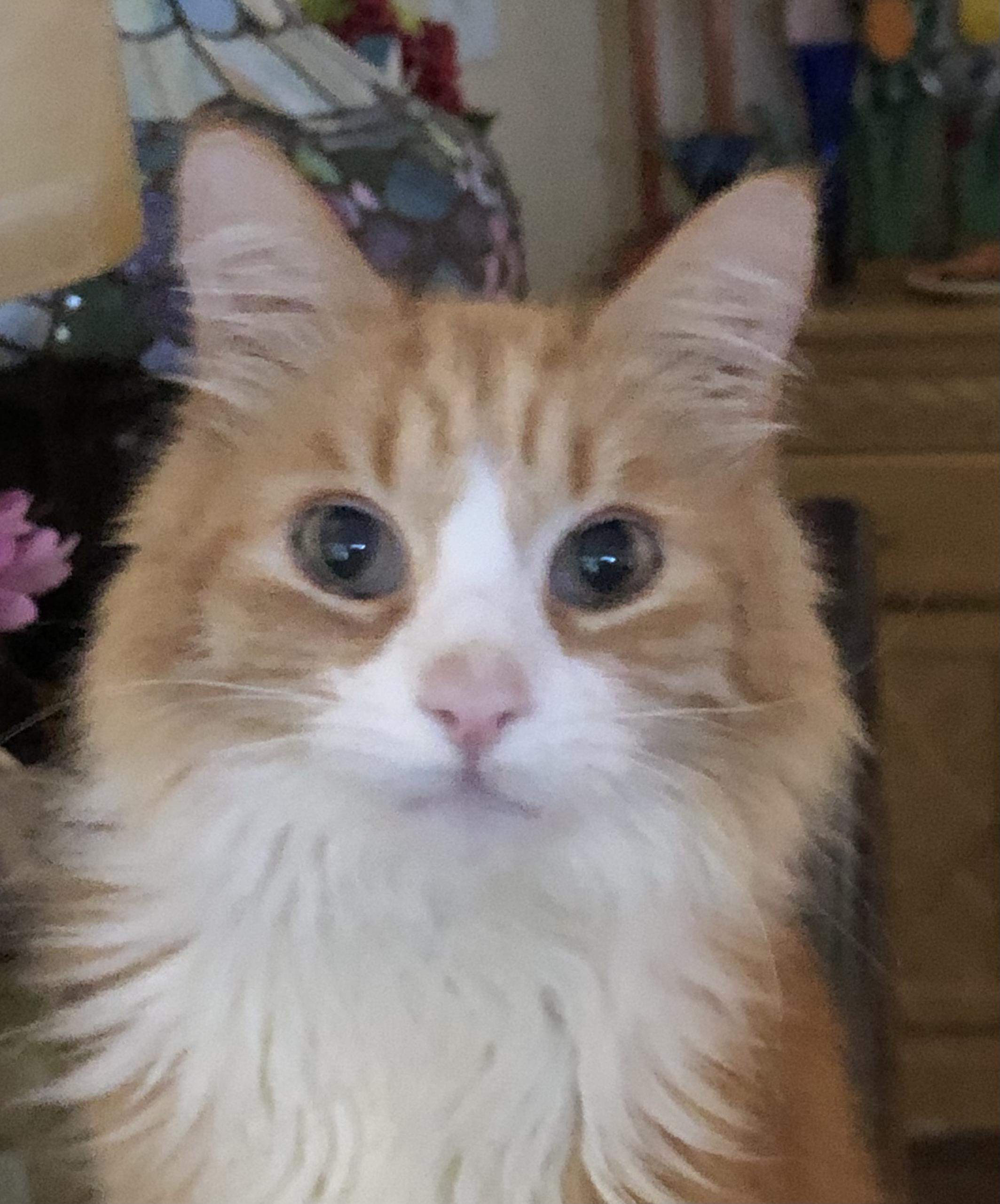 Kit Kat, Adoptable, Adult Female Domestic Long Hair.