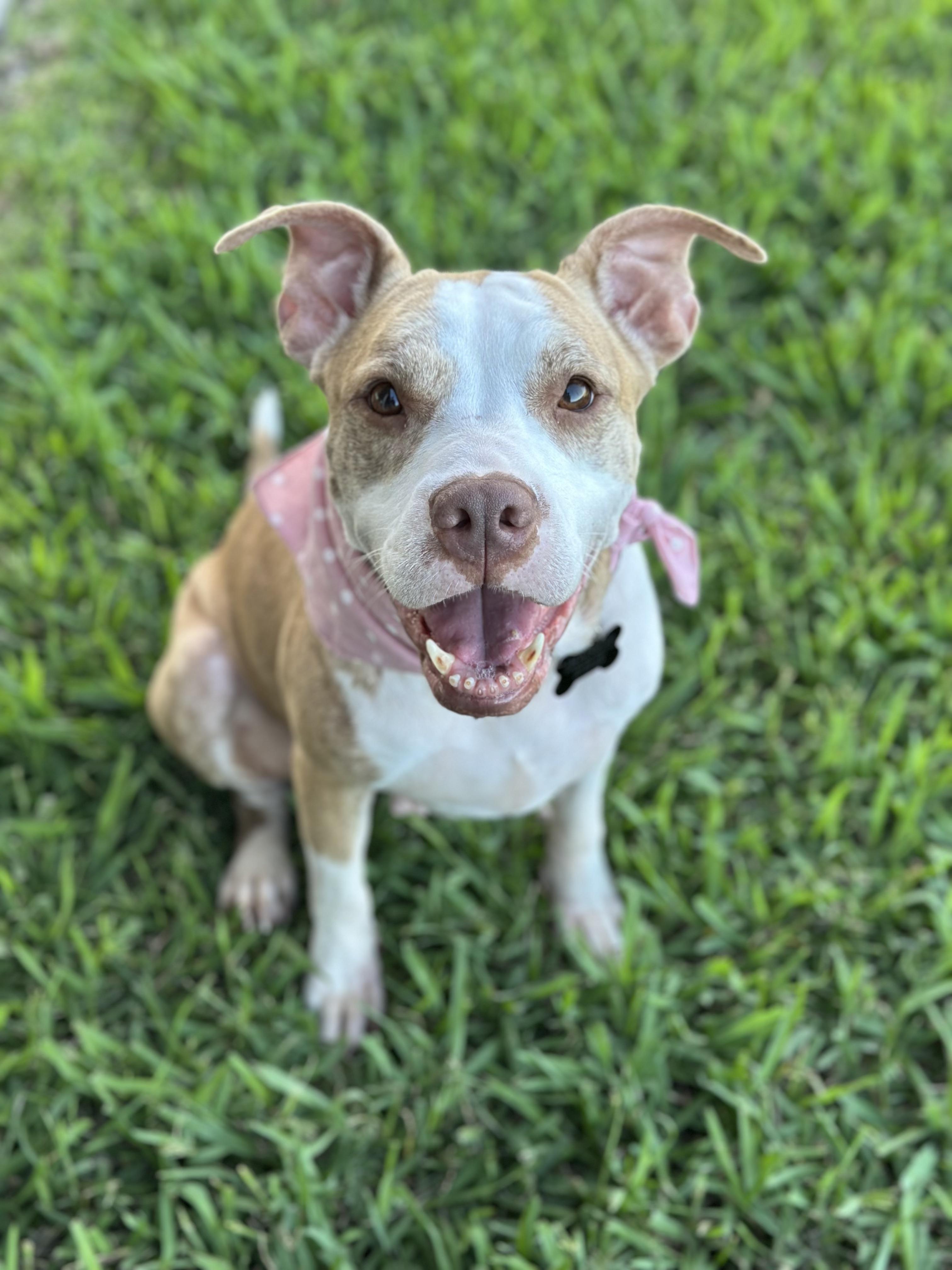 Meet Shirley Temple  as sweet and soulful as her name suggests She is a 46-year-old pittie mix we
